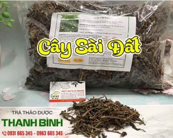 Cây sài đất hiệu quả trong việc trị rôm sảy và thanh nhiệt mát gan