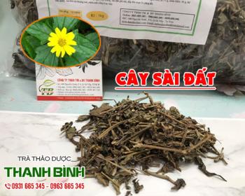 Mua bán cây sài đất tại huyện hoài đức sử dụng chữa viêm tấy trên da