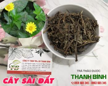 Mua bán cây sài đất tại quận 7 hỗ trợ điều trị viêm bàng quang