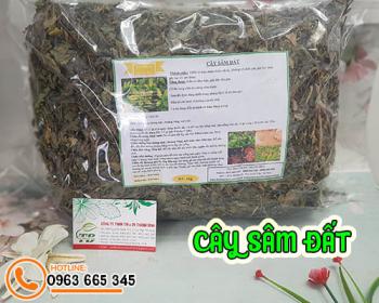 Thảo dược cây sâm đất dễ kiếm và những công dụng nổi bật