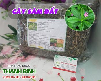 Mua bán cây sâm đất ở huyện bình chánh có tác dụng kích thích tiêu hóa