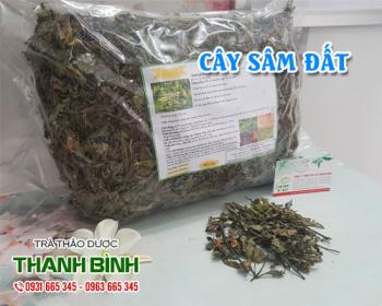 Mua bán cây sâm đất tại huyện thanh trì tốt cho người hay làm việc nặng