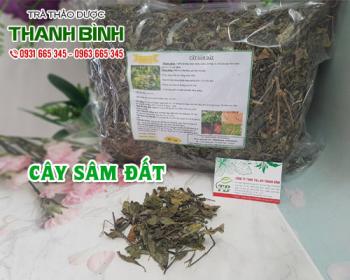 Mua bán cây sâm đất tại sơn tây giảm chứng nóng trong và giúp mát gan