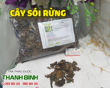 Mua bán cây sói rừng tại quận 9 có tác dụng chữa ưng thư dạ dày