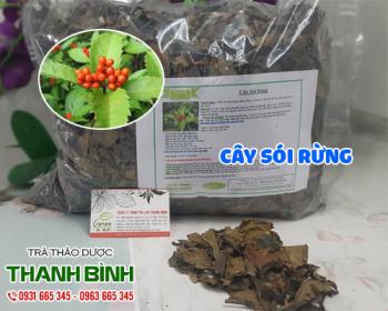 Mua bán cây sói rừng ở huyện hóc môn sử dụng để chữa mụn nhọt