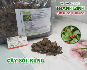 Mua bán cây sói rừng tại huyện sóc sơn giúp chữa bệnh viêm loét miệng