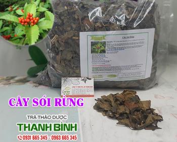 Mua bán cây sói rừng tại cà mau có tác dụng giảm đau nhức do té ngã