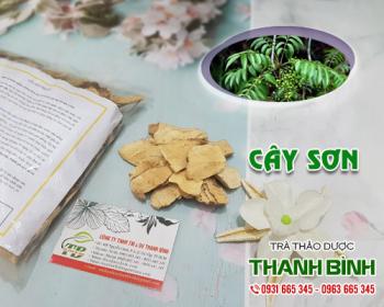 Mua bán cây sơn tại huyện từ liêm làm giảm các vết bầm tím trên da