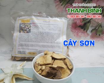 Mua bán cây sơn tại sơn tây sử dụng điều trị kinh nguyệt không đều