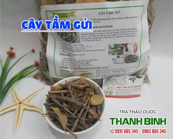 Mua bán cây tầm gửi tại quận hà đông cải thiện tình trạng viêm cầu thận