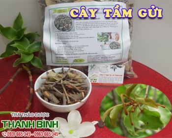 Mua bán cây tầm gửi tại quận 10 giúp ăn ngon và ngủ ngon hơn