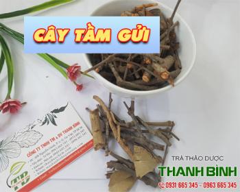 Mua bán cây tầm gửi ở huyện nhà bè điều trị đau dạ dày và kiết lỵ