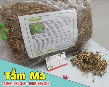 Cây tầm ma trị u xơ tuyến tiền liệt và một số công dụng khác