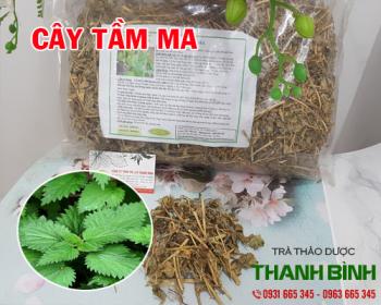 Mua bán cây tầm ma tại quận 8 giảm thiểu hắt hơi và hen suyễn