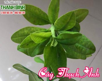 Mua bán cây thạch anh tại quận 10 có khả năng giúp trị u nang tuyến vú