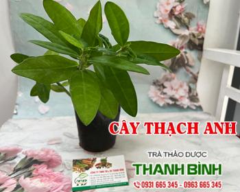 Mua bán cây thạch anh tại hà nội uy tín chất lượng tốt nhất