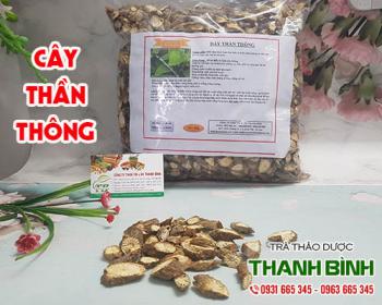 Mua bán cây thần thông tại quận 2 hỗ trợ làm tiêu sưng kháng viêm giải độc