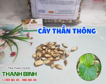 địa chỉ bán cây thần thông trong chữa sốt rét và sỏi thận chất lượng nhất