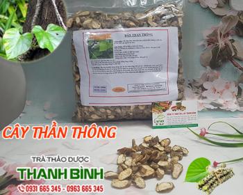 Mua bán cây thần thông tại an giang giúp thanh nhiệt hiệu quả nhất