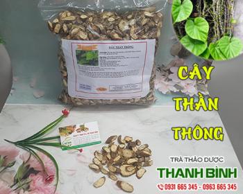 Mua bán cây thần thông tại quận long biên giúp thanh lọc cơ thể rất tốt