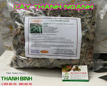 Mua bán cây thành ngạnh ở quận phú nhuận trị bệnh thiểu năng tuần hoàn não
