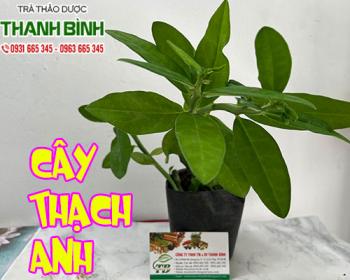 Mua bán cây thạch anh tại quận 4 chữa ung thư lưỡi và vòm họng