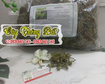 Cây thông đất tốt cho người suy giảm trí nhớ và chứng phát ban da