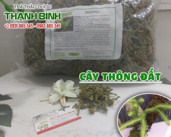 Mua bán cây thông đất tại huyện quốc oai chữa chứng hay quên hiệu quả