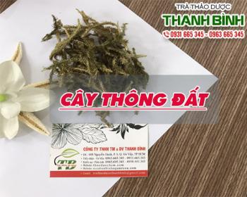 Mua bán cây thông đất uy tín chất lượng nhất ở đâu ???