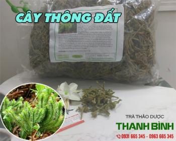 Mua bán cây thông đất tại quận 8 có thể hỗ trợ chữa mắt sưng đỏ