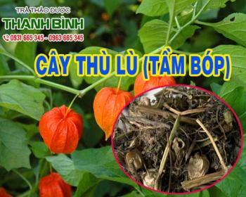 Cách sử dụng cây thù lù trong điều trị bệnh ho có đờm tốt nhất