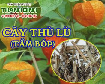 Cây thù lù [hình ảnh công dụng] mua ở đâu chất lượng ?