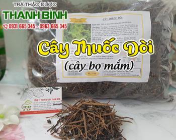 Cây thuốc dòi rất tốt cho chứng ho lâu ngày kèm cơn đau rát cổ họng
