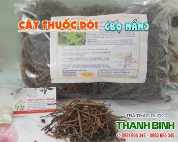 Mua bán cây thuốc dòi tại huyện mê linh dùng để nấu nước uống giải nhiệt
