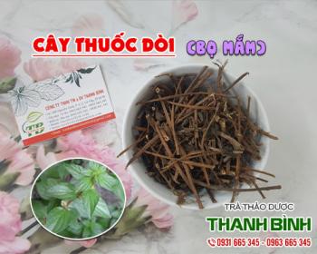 Mua bán cây thuốc dòi tại quận tây hồ giúp làm dịu nhanh chóng cơn ho 