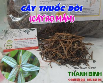 Mua bán cây thuốc dòi tại quận 9 có tác dụng thanh nhiệt giải độc 