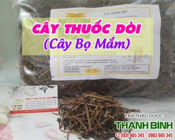 Mua bán cây thuốc dòi ở huyện cần giờ có tác dụng trị đau răng