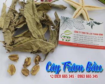 Mua cây trâm bầu ở đâu tại tphcm ???