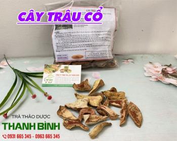 địa chỉ bán cây trâu cổ dùng để điều trị di mộng tinh chất lượng nhất