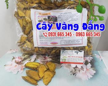 Thảo dược vàng đắng giúp điều trị tiêu chảy, viêm ruột và sưng đau mắt