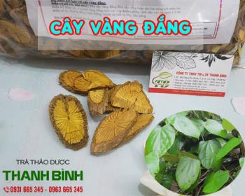 Mua bán cây vàng đắng tại quận 2 ức chế vi khuẩn gây bệnh ở ruột