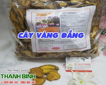 Công dụng của cây vàng đắng trong chữa sốt rét và tả lỵ hiệu quả nhất