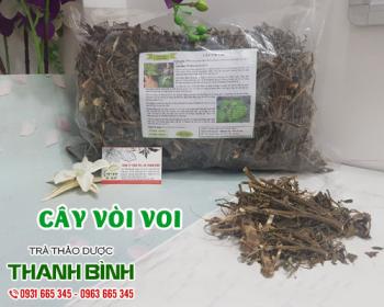 Mua bán cây vòi voi tại quận ba đình giảm viêm sưng tấy do nóng trong 