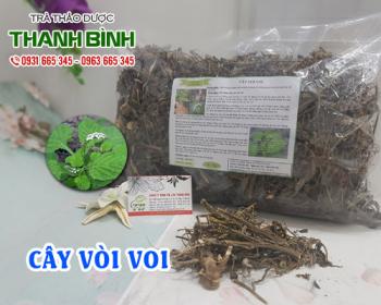 Mua bán cây vòi voi tại sơn tây hỗ trợ giải độc và kháng viêm hiệu quả