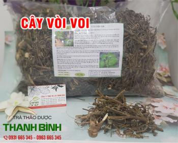 Mua bán cây vòi voi tại quận 4 hỗ trợ trị viêm phổi, viêm mủ màng phổi