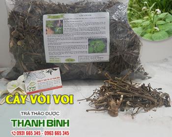 Mua bán cây vòi voi tại bình dương giúp điều trị chóc ghẻ lở an toàn nhất