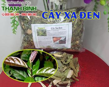Cách sử dụng cây xạ đen trong chữa bệnh ung thư hiệu quả nhất