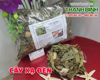 Mua bán cây xạ đen tại sơn tây giúp giảm đau và tăng sức đề kháng