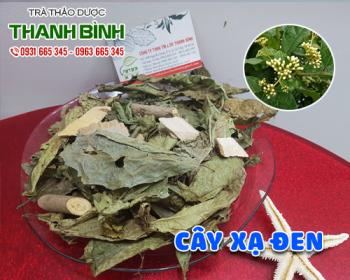 Mua bán cây xạ đen tại huyện chương mỹ hỗ trợ chữa lở loét trên da