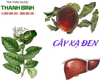 Mua bán cây xạ đen tại quận 8 giúp thanh nhiệt cơ thể và làm thư thái hơn